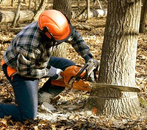 Tree Removal in Manchester, OH